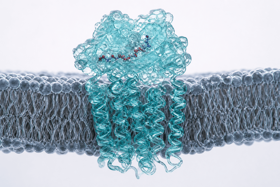 GLP-1 receptor protein embedded in lipid bilayer membrane showing peptide ligand binding site for incretin research