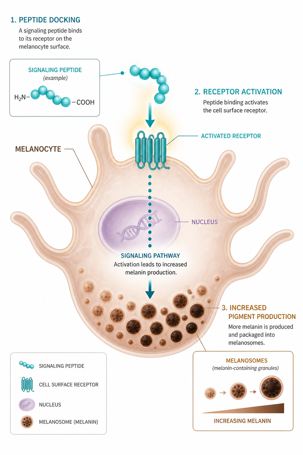 Where to Buy Melanotan 2 in 2026: A Guide to Safe Sourcing and Verifying MT2 Purity